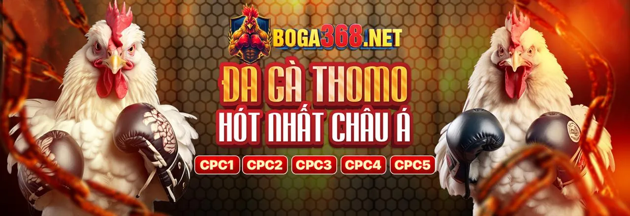 Sân đá gà trực tuyến xso99